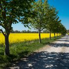 Brandenburg in grün-gelb-blau