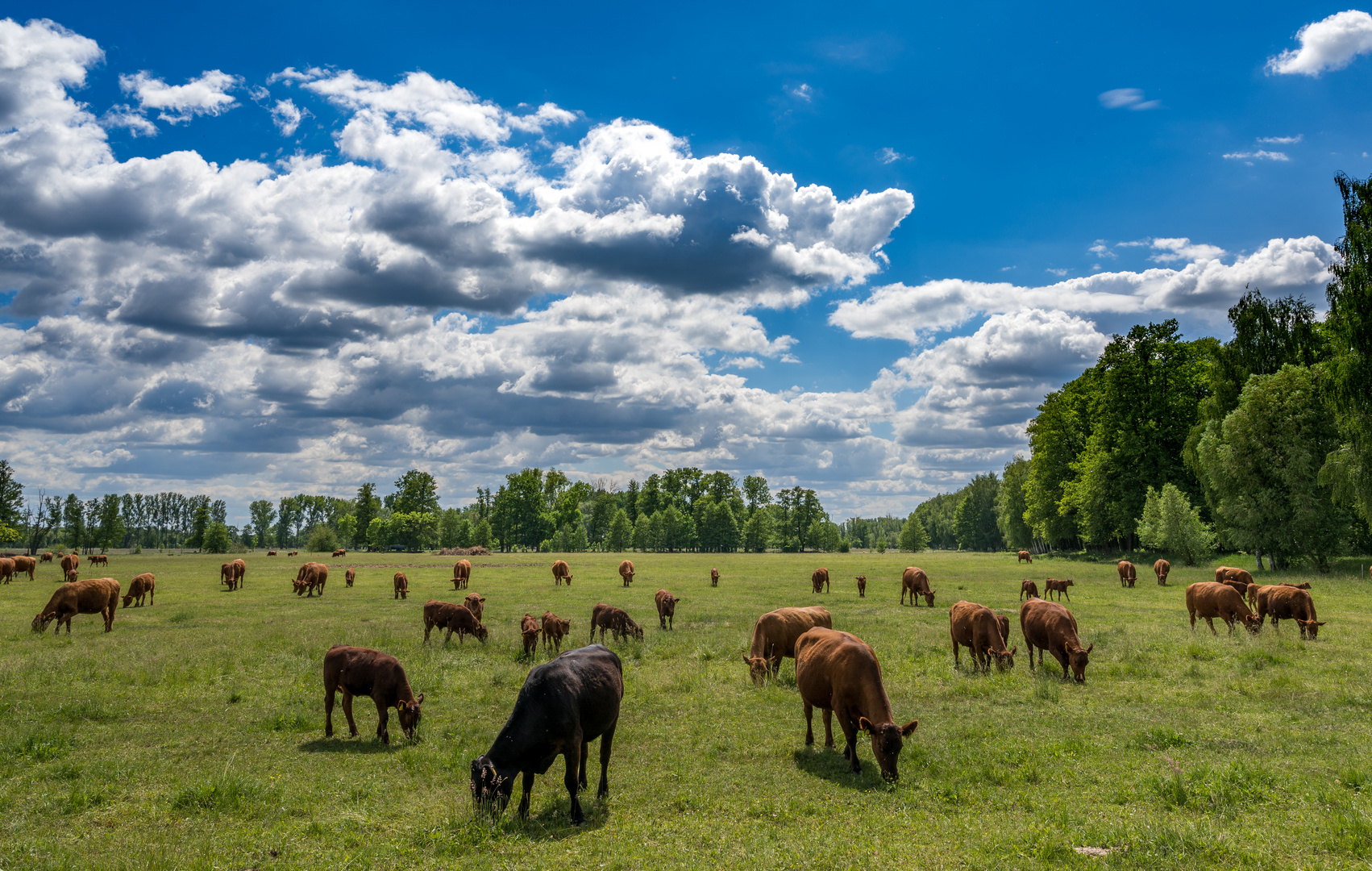 Brandenburg - Spreewald