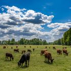 Brandenburg - Spreewald