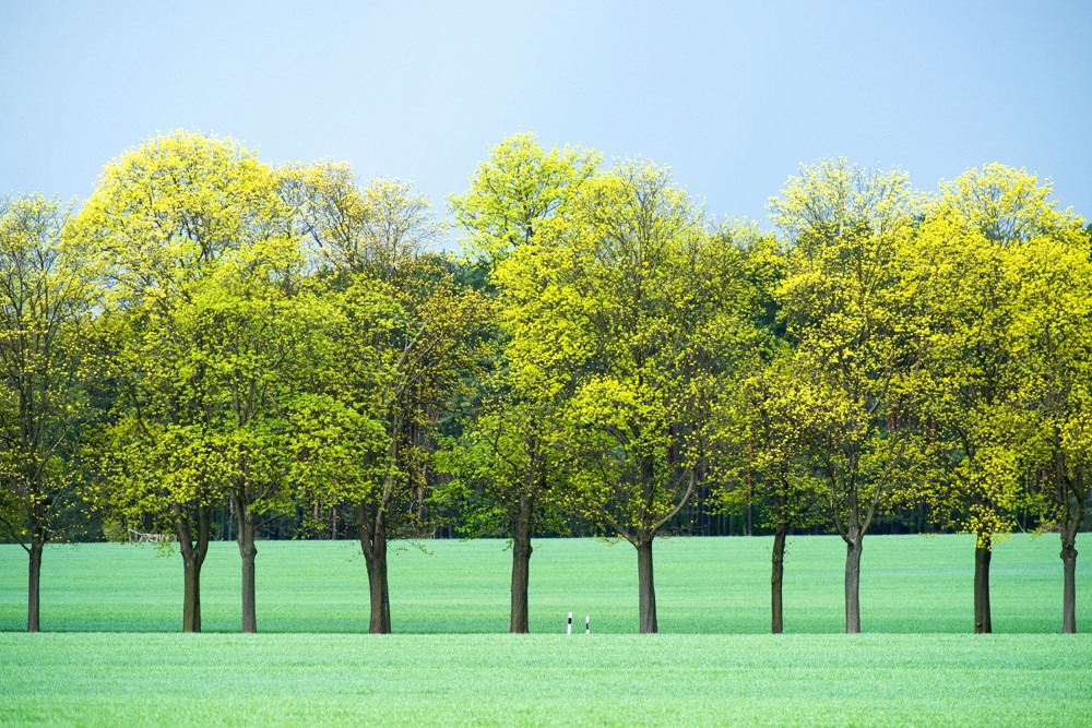 Brandenburger Allee