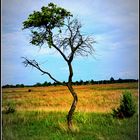 Brandenburger Bonsai