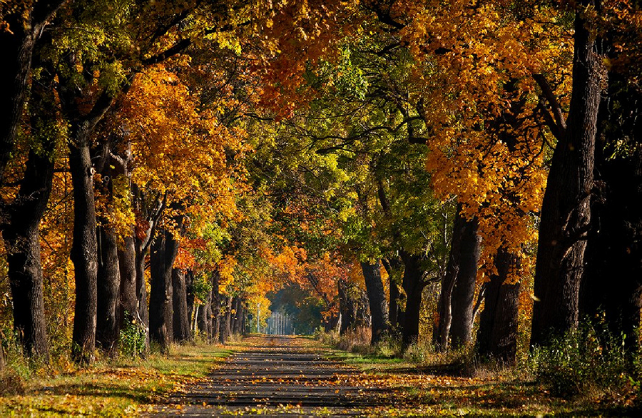 Brandenburger Herbstallee