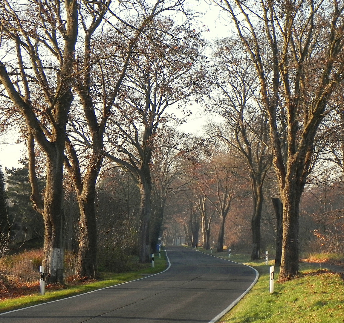 Brandenburger Herbstallee