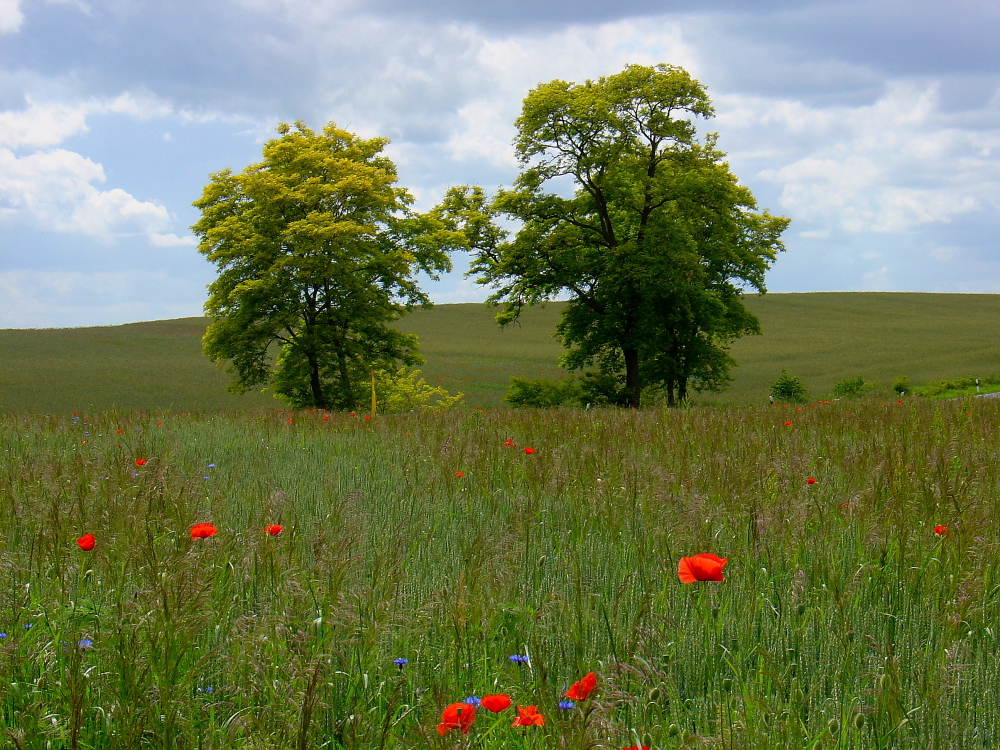 Brandenburger Land