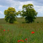 Brandenburger Land