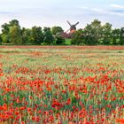 Brandenburger Landschaft