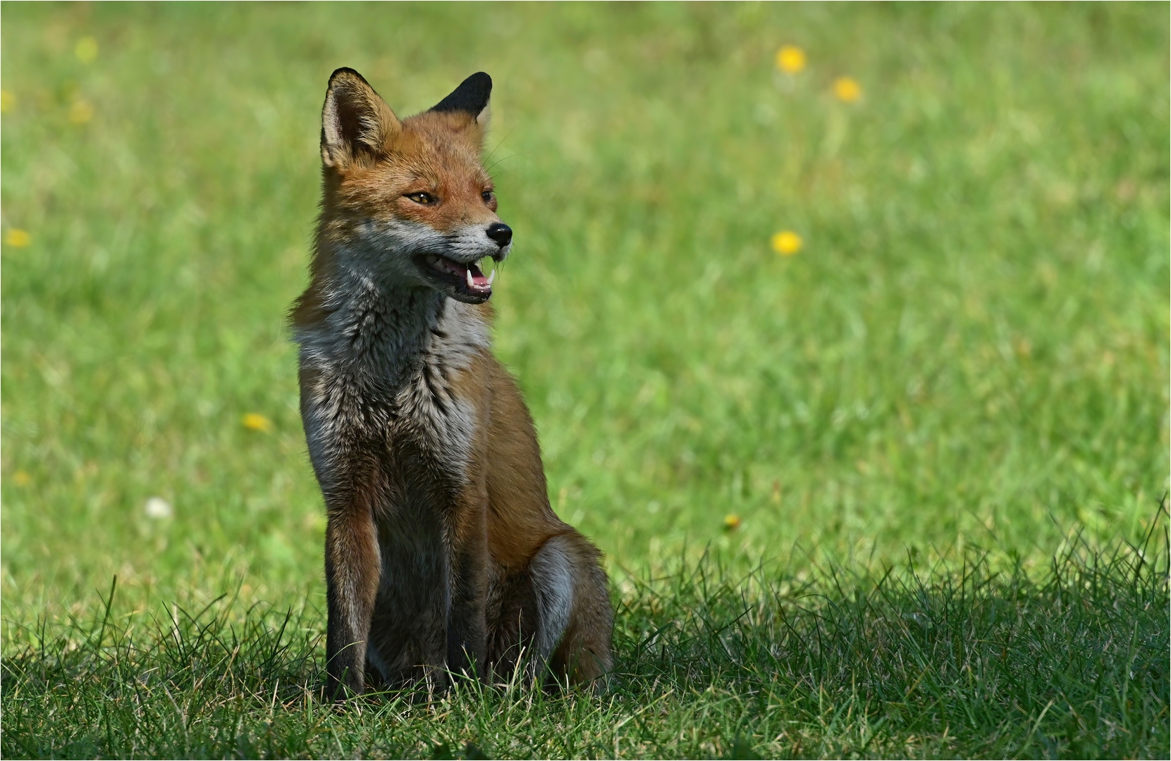 Brandenburger Rotfuchs