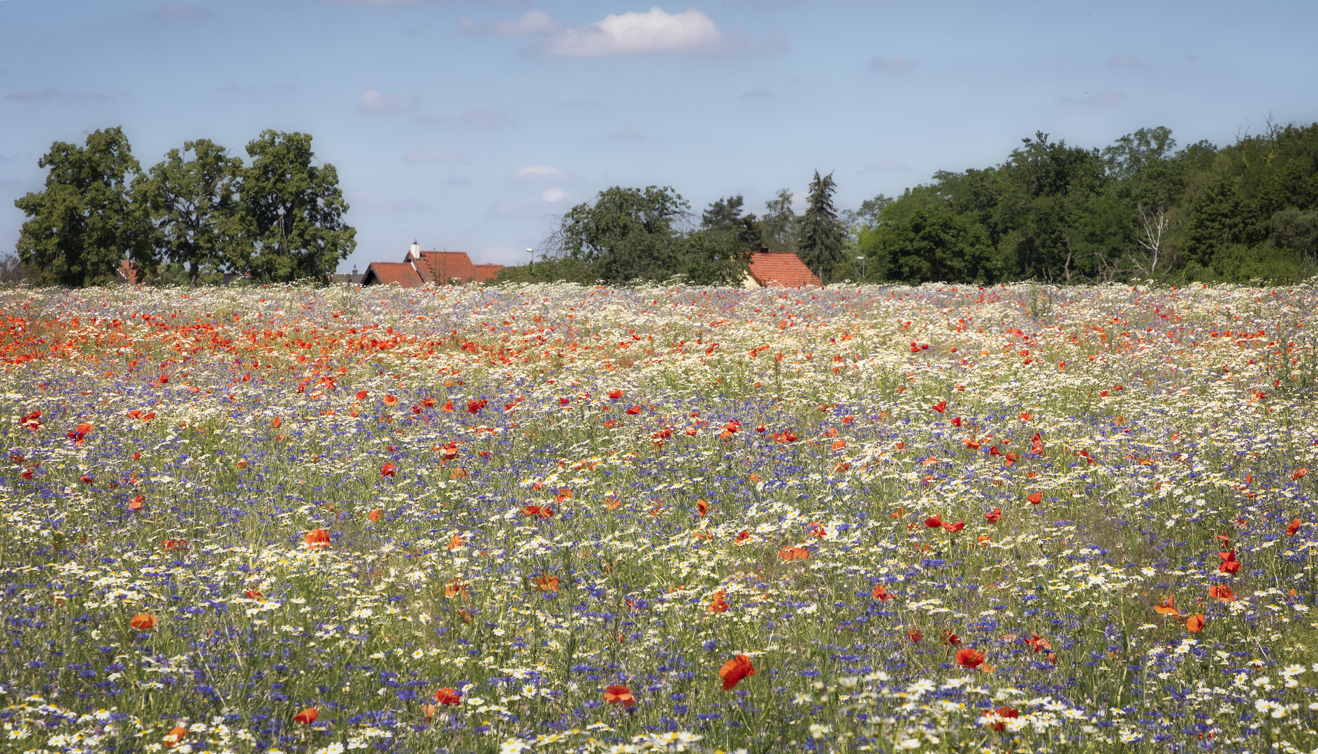 brandenburger Sommer