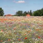 brandenburger Sommer