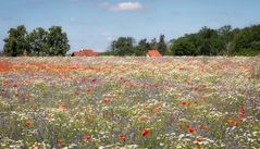 brandenburger Sommer