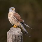 Brandenburger Turmfalken Männchen (Falco tinnunculus) ...