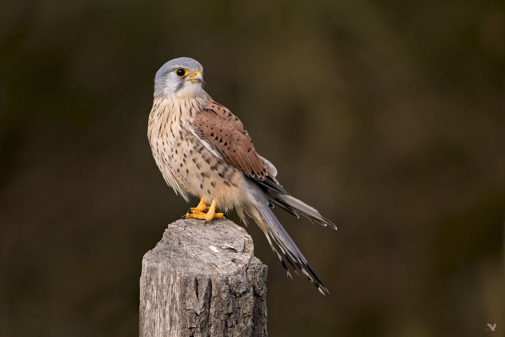 Brandenburger Turmfalken Männchen (Falco tinnunculus) ...