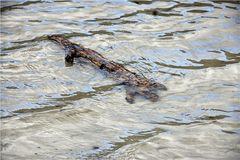 Brandenburger Unterwasserschwein