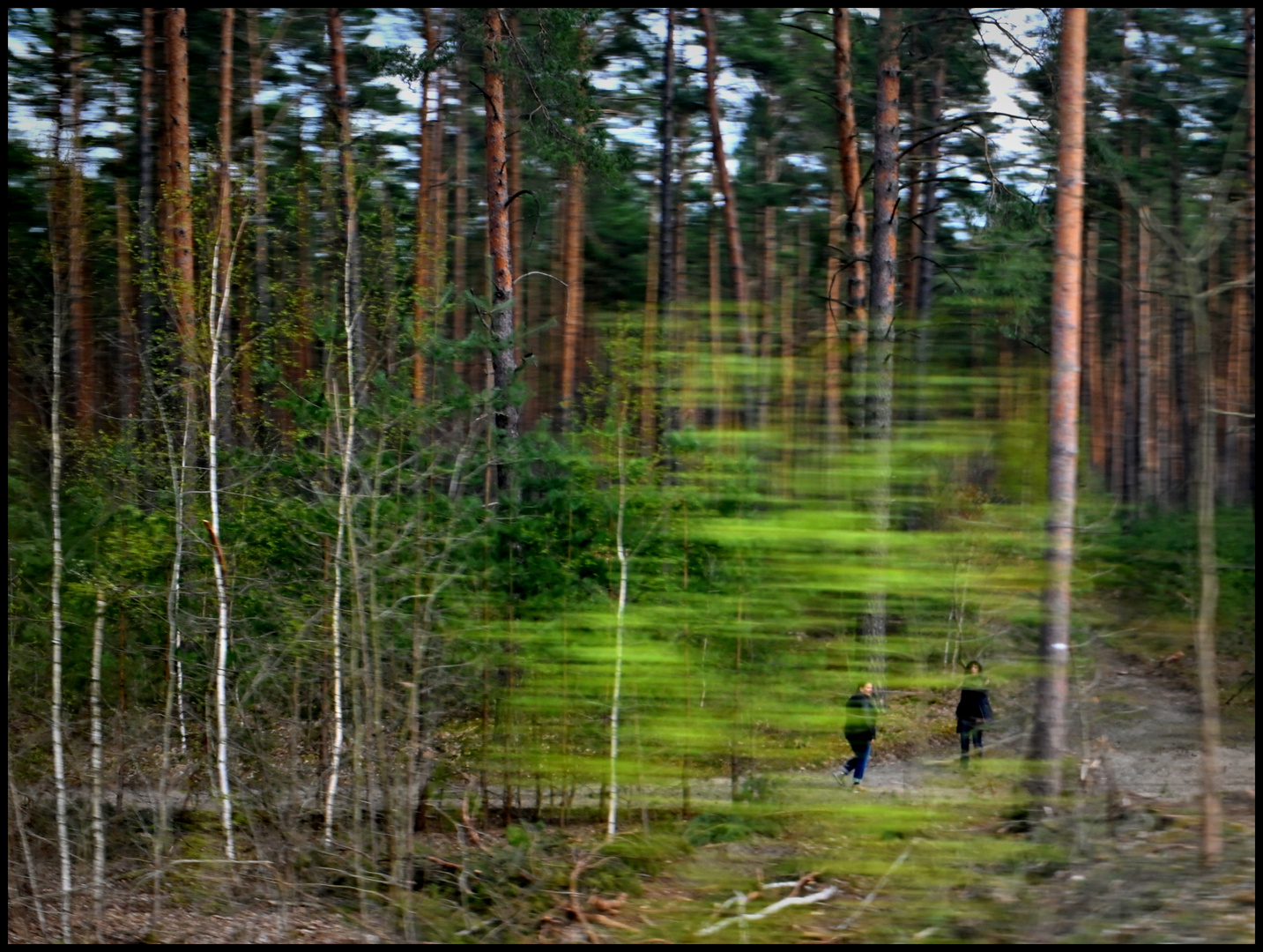 Brandenburger Wald