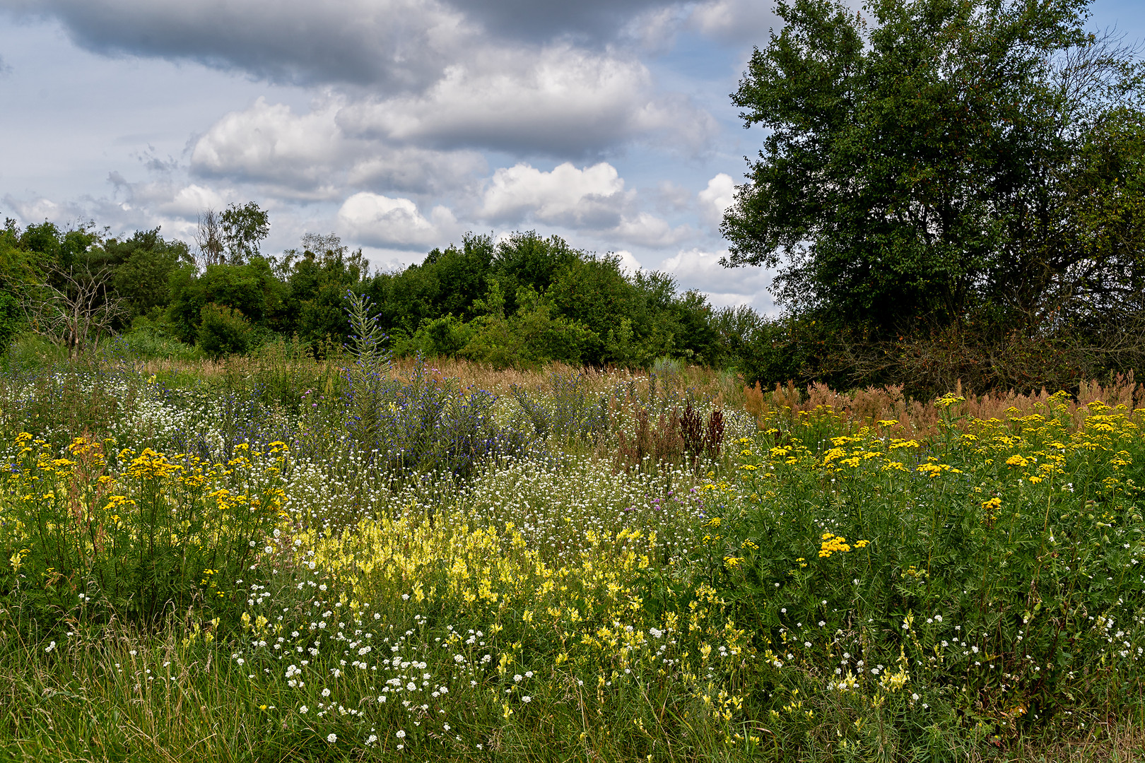 Brandenburger Wiesen-Impression