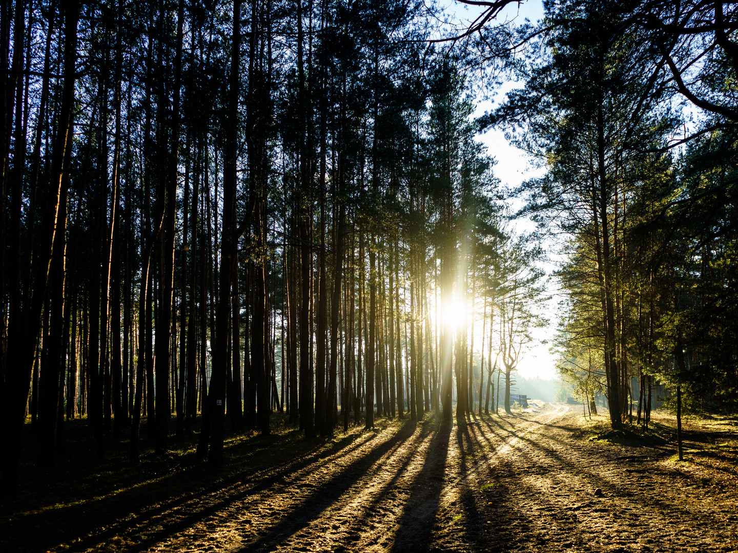 Brandenburger Wintersonne