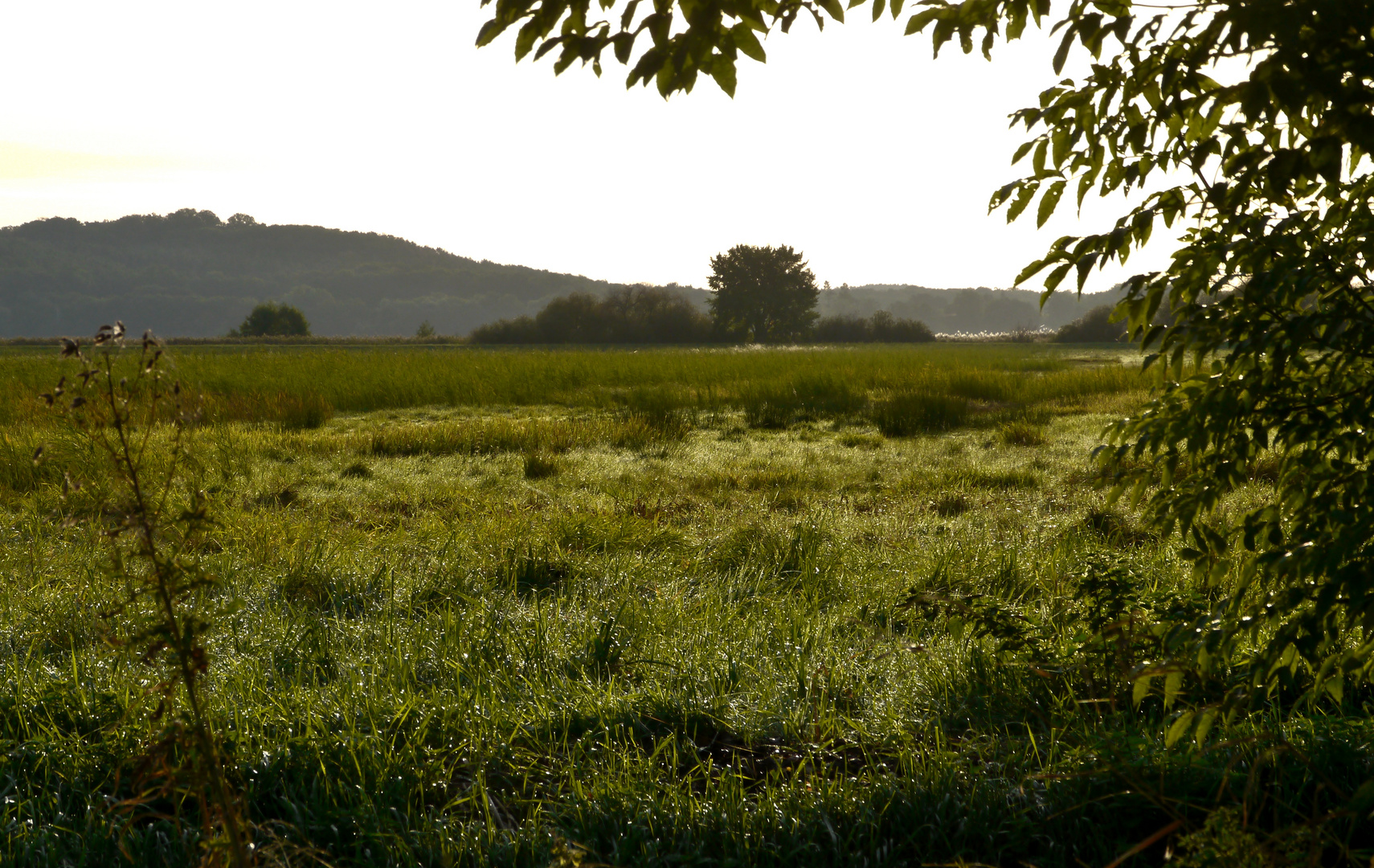 Brandenburgische Wiesenlandschaft mit Morgentau