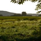 Brandenburgische Wiesenlandschaft mit Morgentau