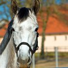 Brandenburgisches Haupt- und Landesgestüt Neustadt (Dosse) 15