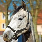 Brandenburgisches Haupt- und Landesgestüt Neustadt (Dosse) 16