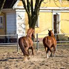 Brandenburgisches Haupt- und Landesgestüt Neustadt (Dosse) 20