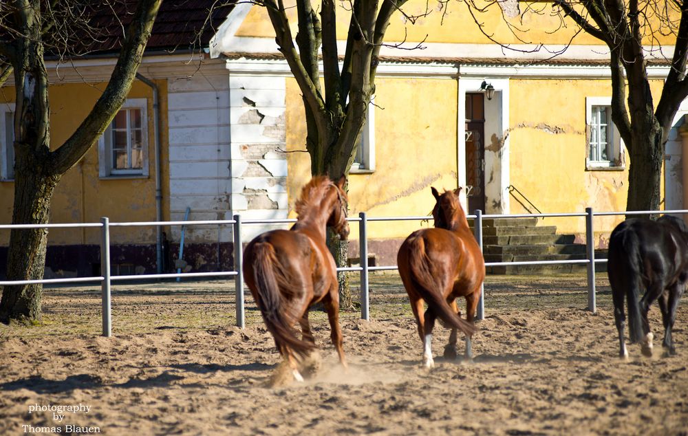 Brandenburgisches Haupt- und Landesgestüt Neustadt (Dosse) 20