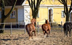 Brandenburgisches Haupt- und Landesgestüt Neustadt (Dosse) 20