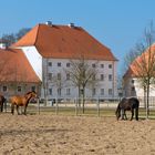 Brandenburgisches Haupt- und Landesgestüt Neustadt (Dosse) 3