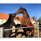 Brandenburgisches Haupt- und Landesgestüt Neustadt (Dosse)