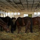 Brandenburgisches Haupt- und Landesgestüt Neustadt (Dosse) Stallung B,1