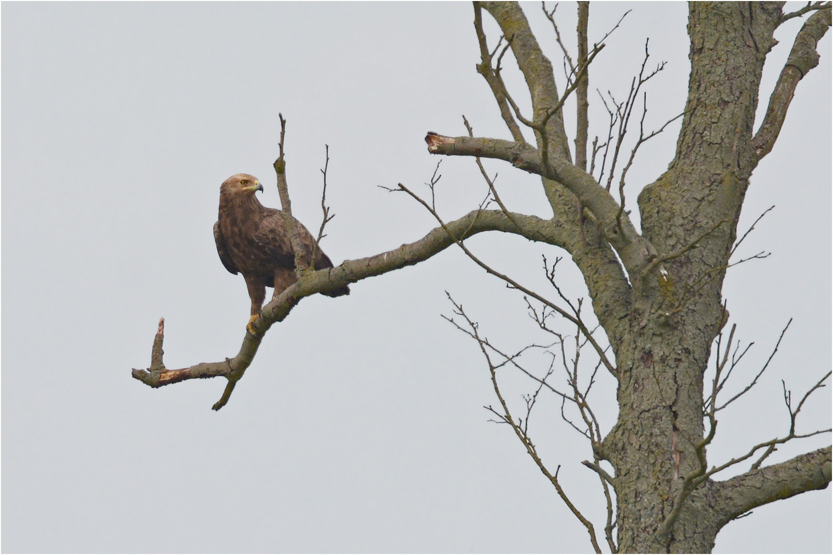 Brandenburgs seltenster Adler