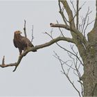 Brandenburgs seltenster Adler