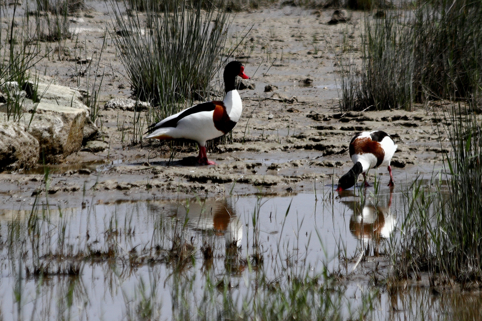 Brandente Albufera