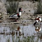 Brandente Albufera