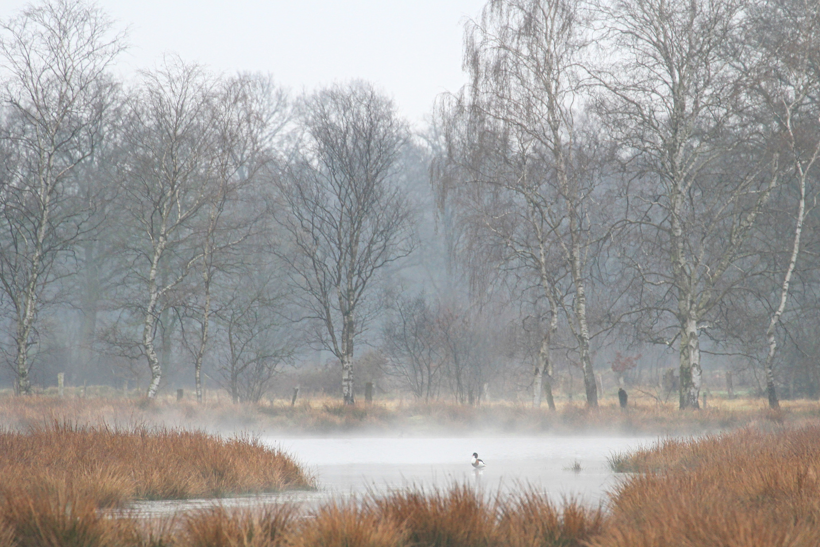 Brandente im NSG 209 Henstedter Moor  -  shelduck in Henstedter Moor