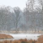 Brandente im NSG 209 Henstedter Moor  -  shelduck in Henstedter Moor