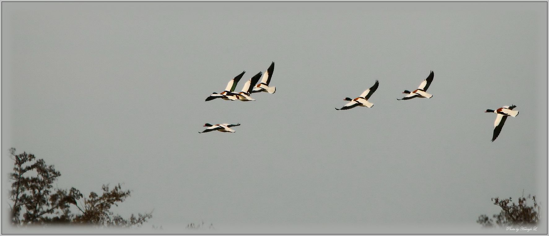 Brandenten im Flug  ... 