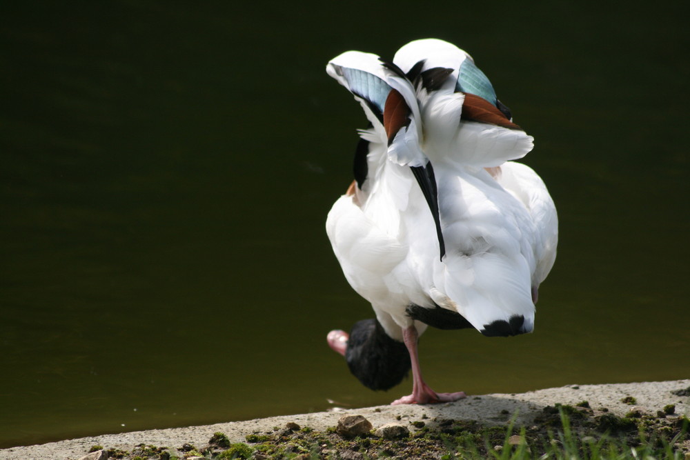 Brandenten-Yoga