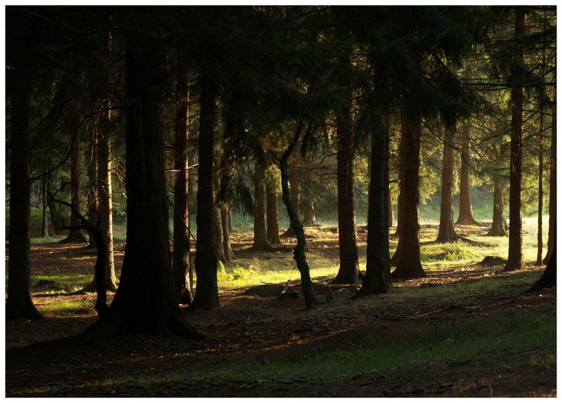 Brander Wald