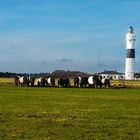 Branderup, Sylt                   5.DSC_7751