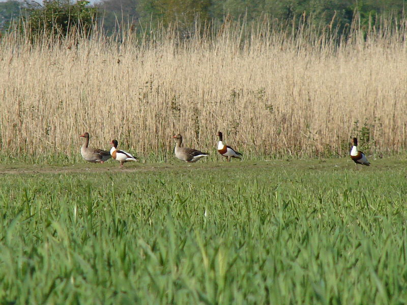 Brandgänse