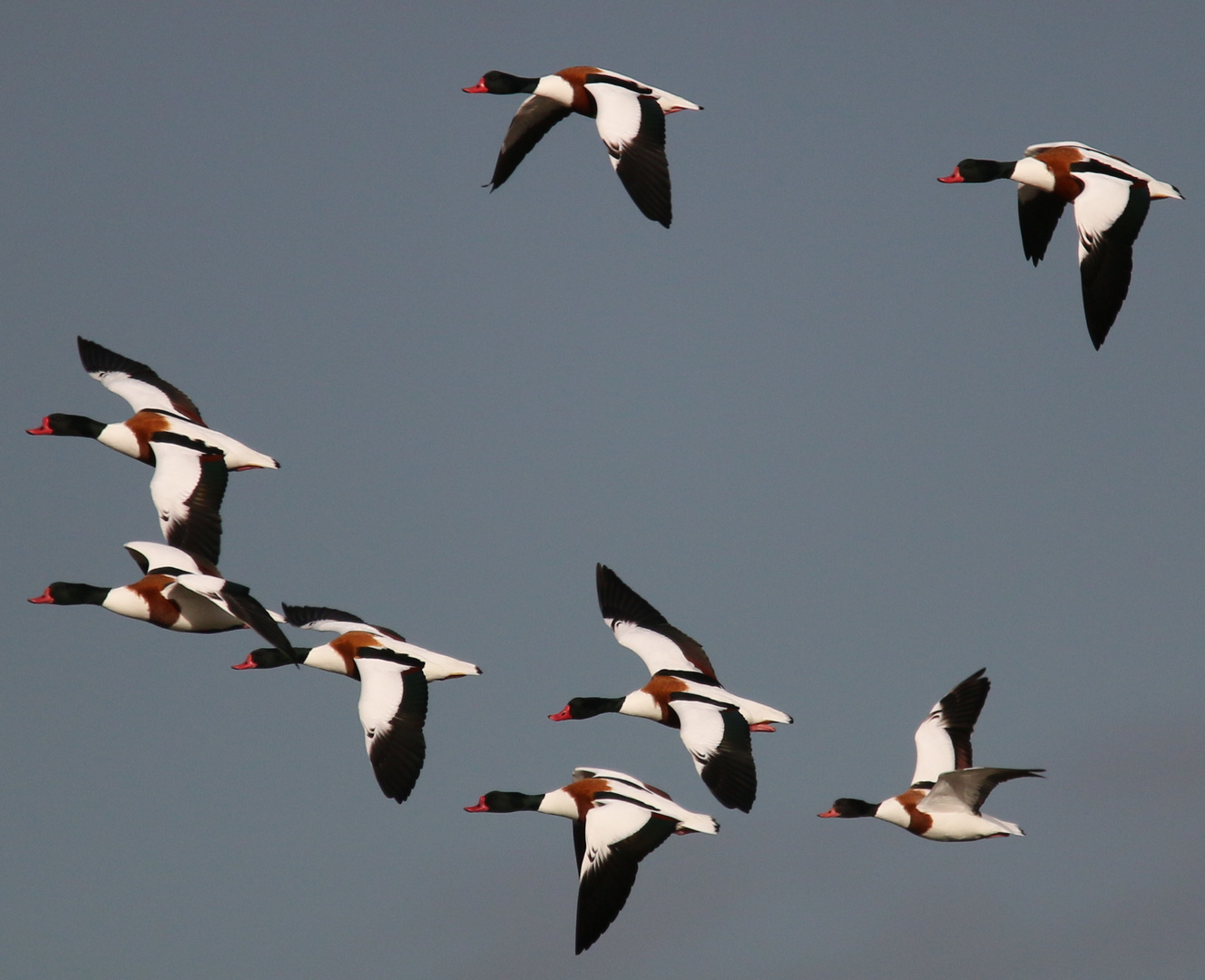 Brandgänse Foto & Bild tiere, wildlife, wild lebende vögel Bilder auf