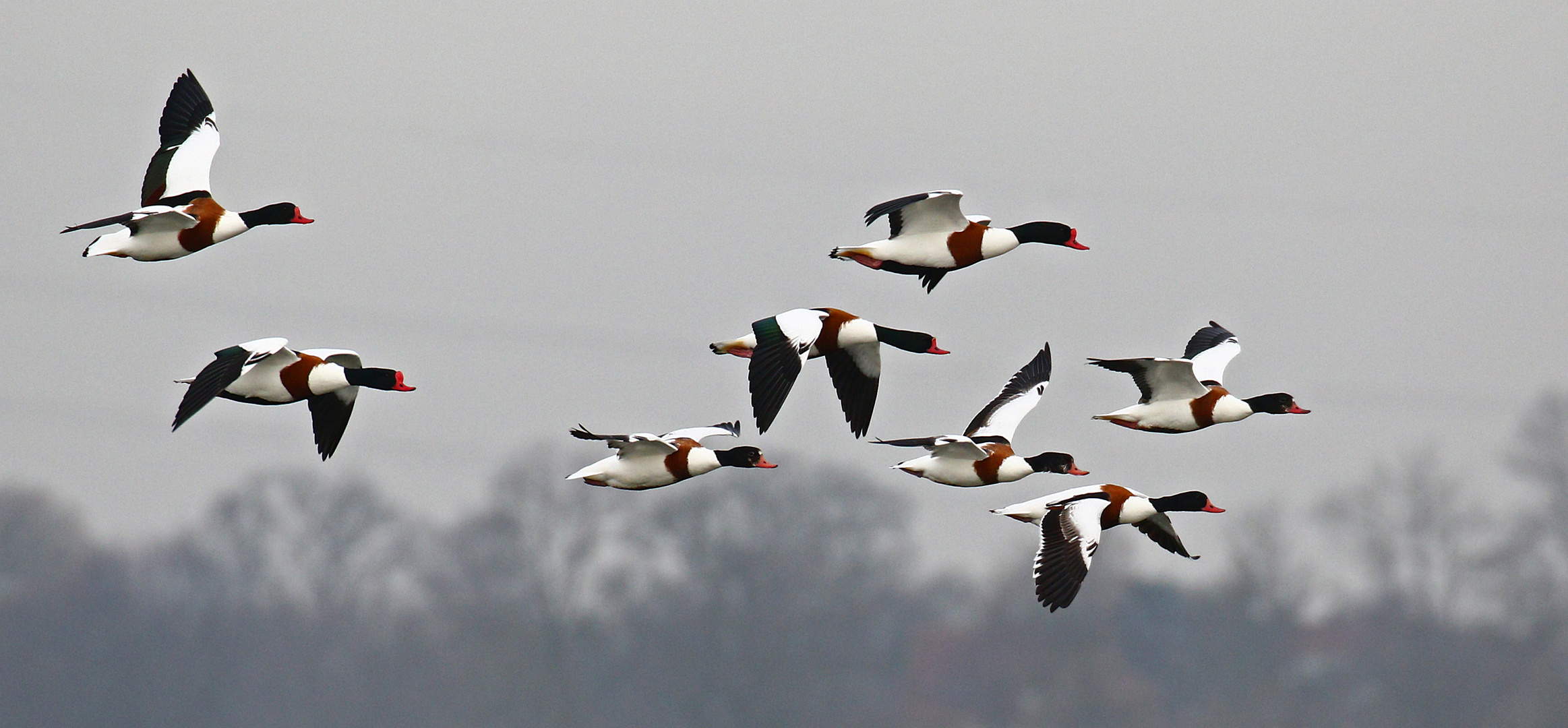 Brandgänse Foto & Bild tiere, wildlife, wild lebende vögel Bilder auf