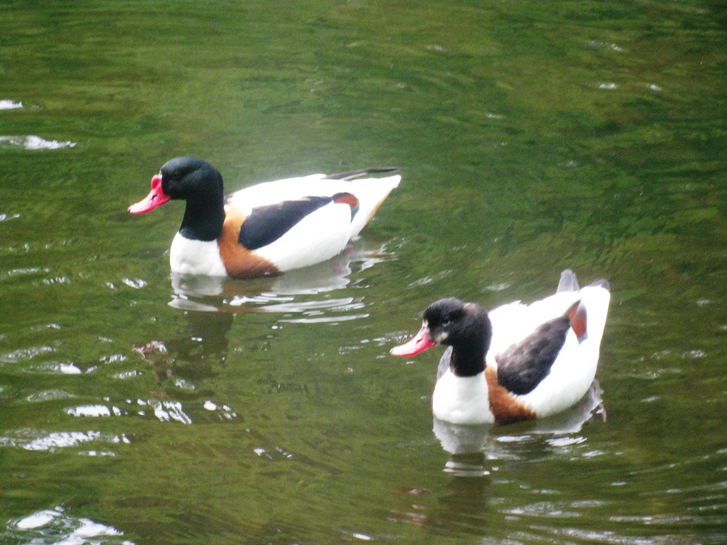 Brandgänse Bad Wildbad