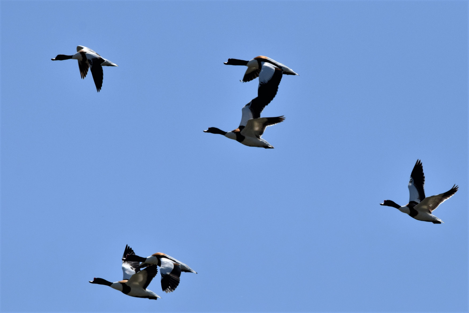 Brandgänse im Flug