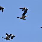 Brandgänse im Flug