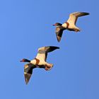 Brandgänse im Flug