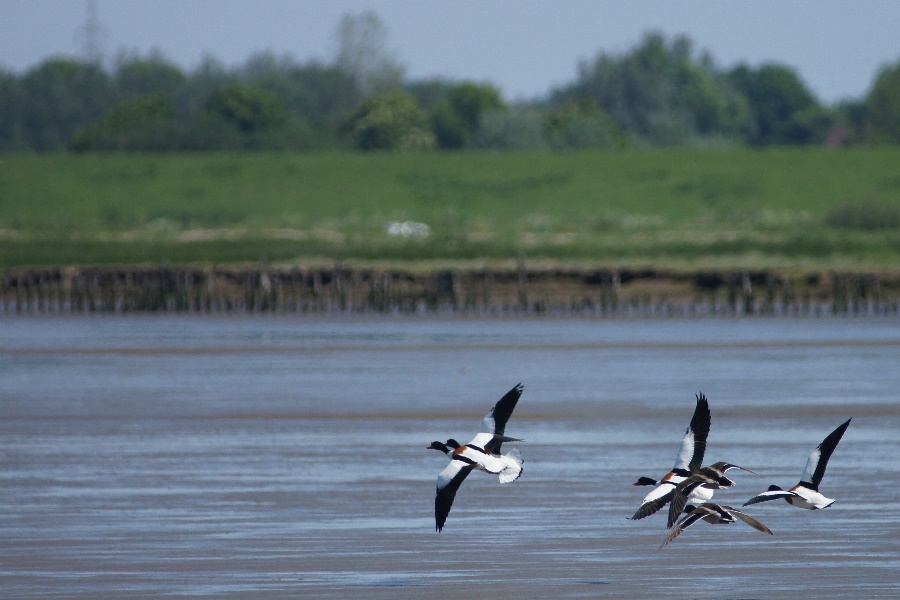 Brandgänse im Flug