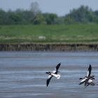 Brandgänse im Flug