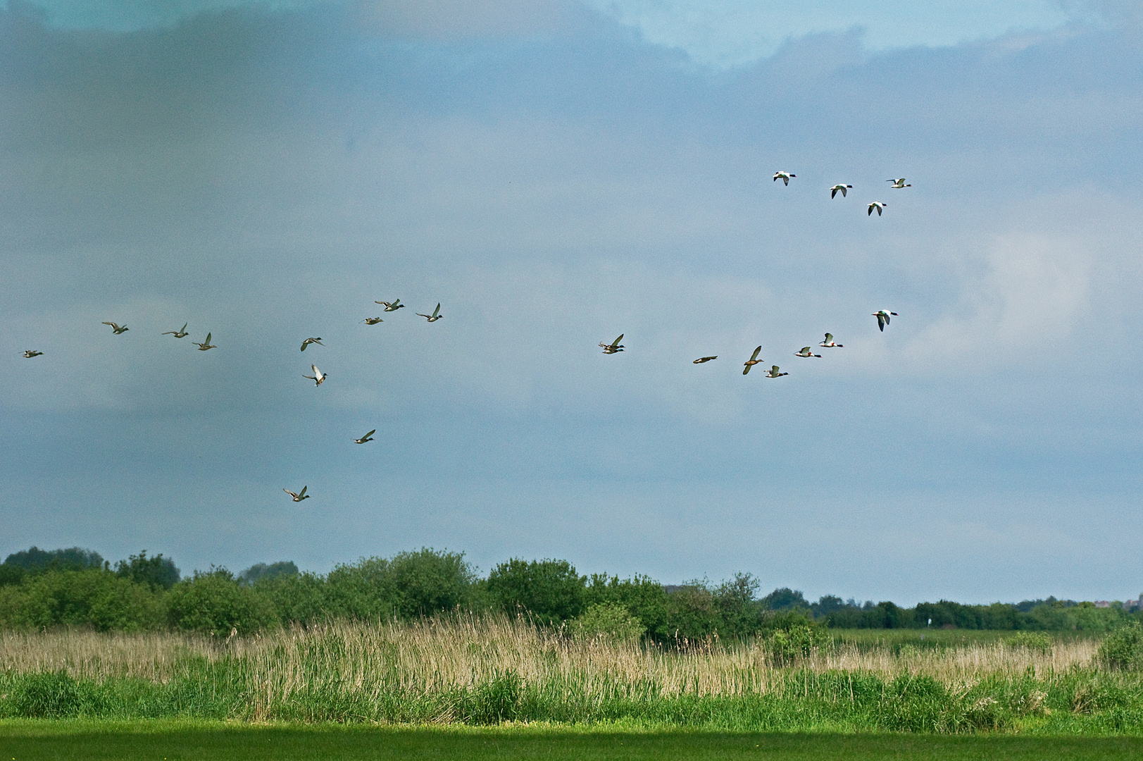 Brandgänse im Scharflug